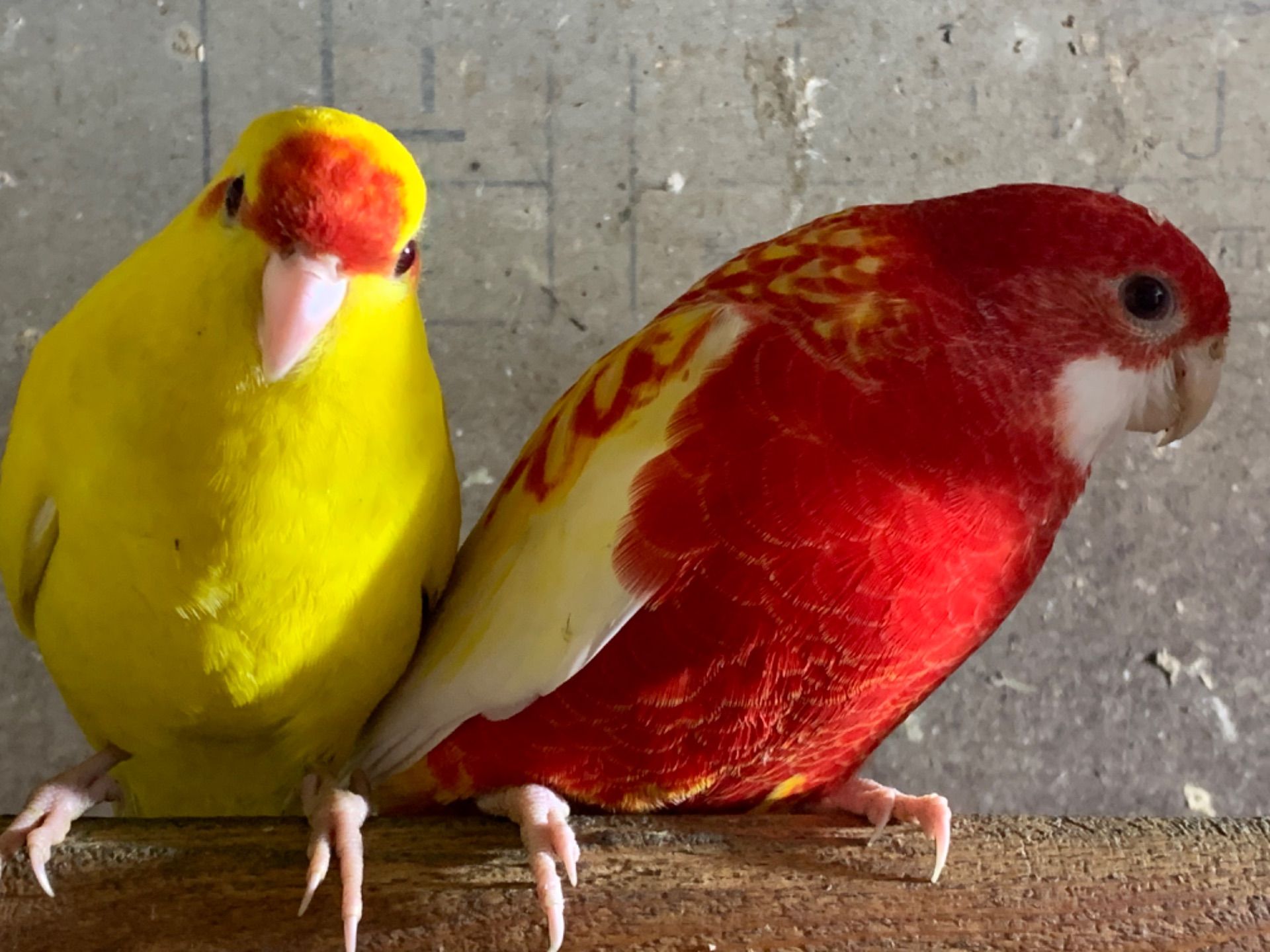 Какаріки папуги молоді самці та самки