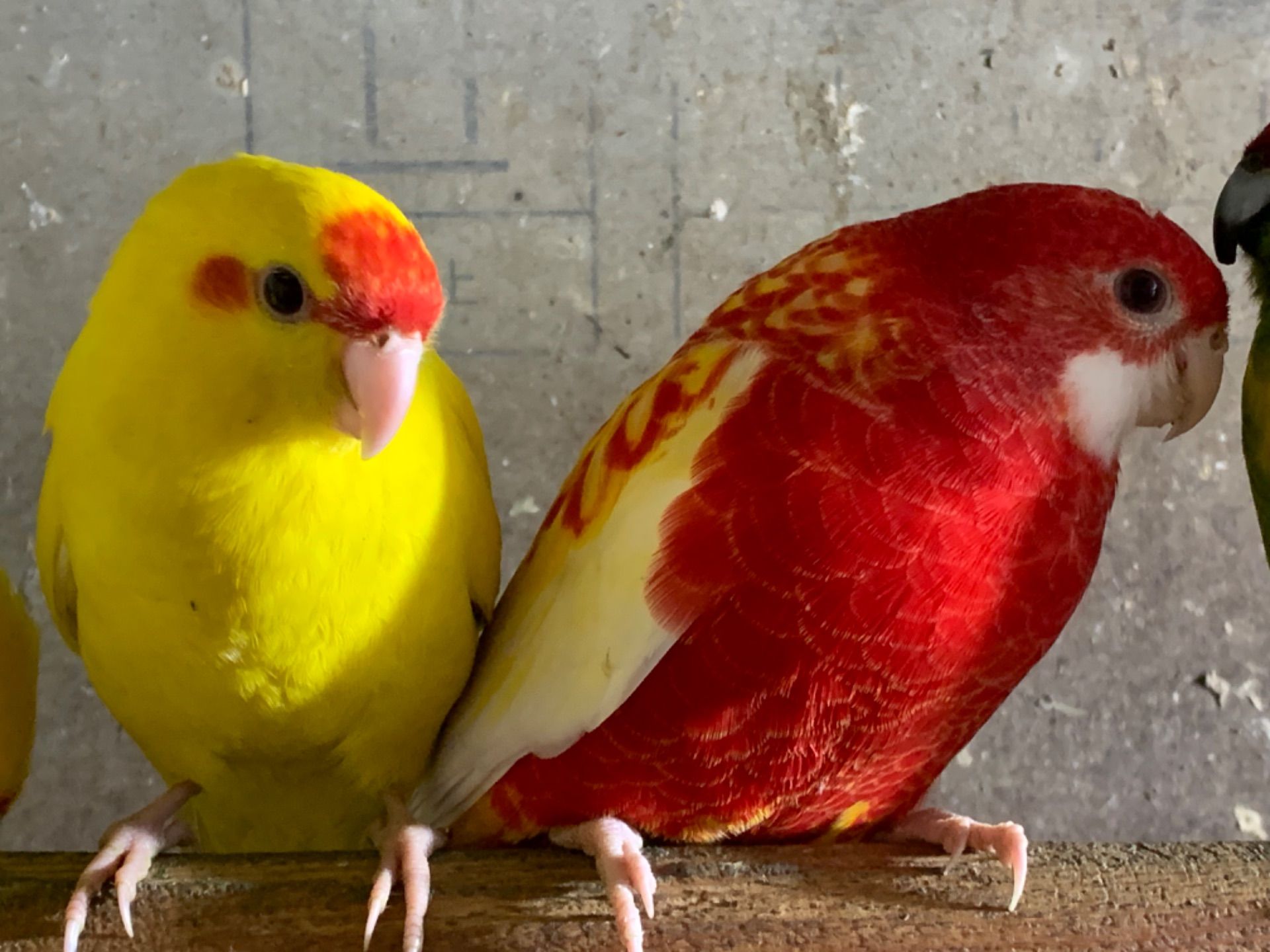 Какаріки папуги молоді самці та самки