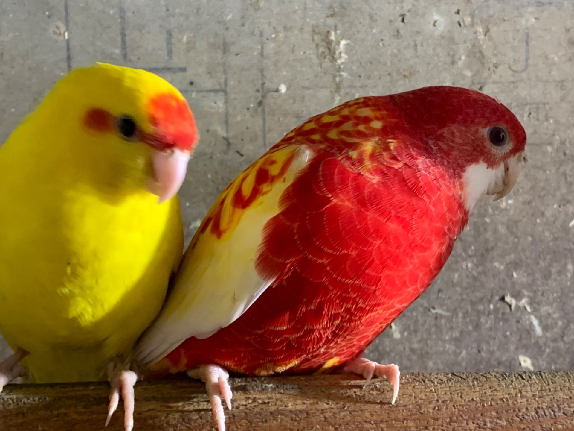 Какаріки папуги молоді самці та самки