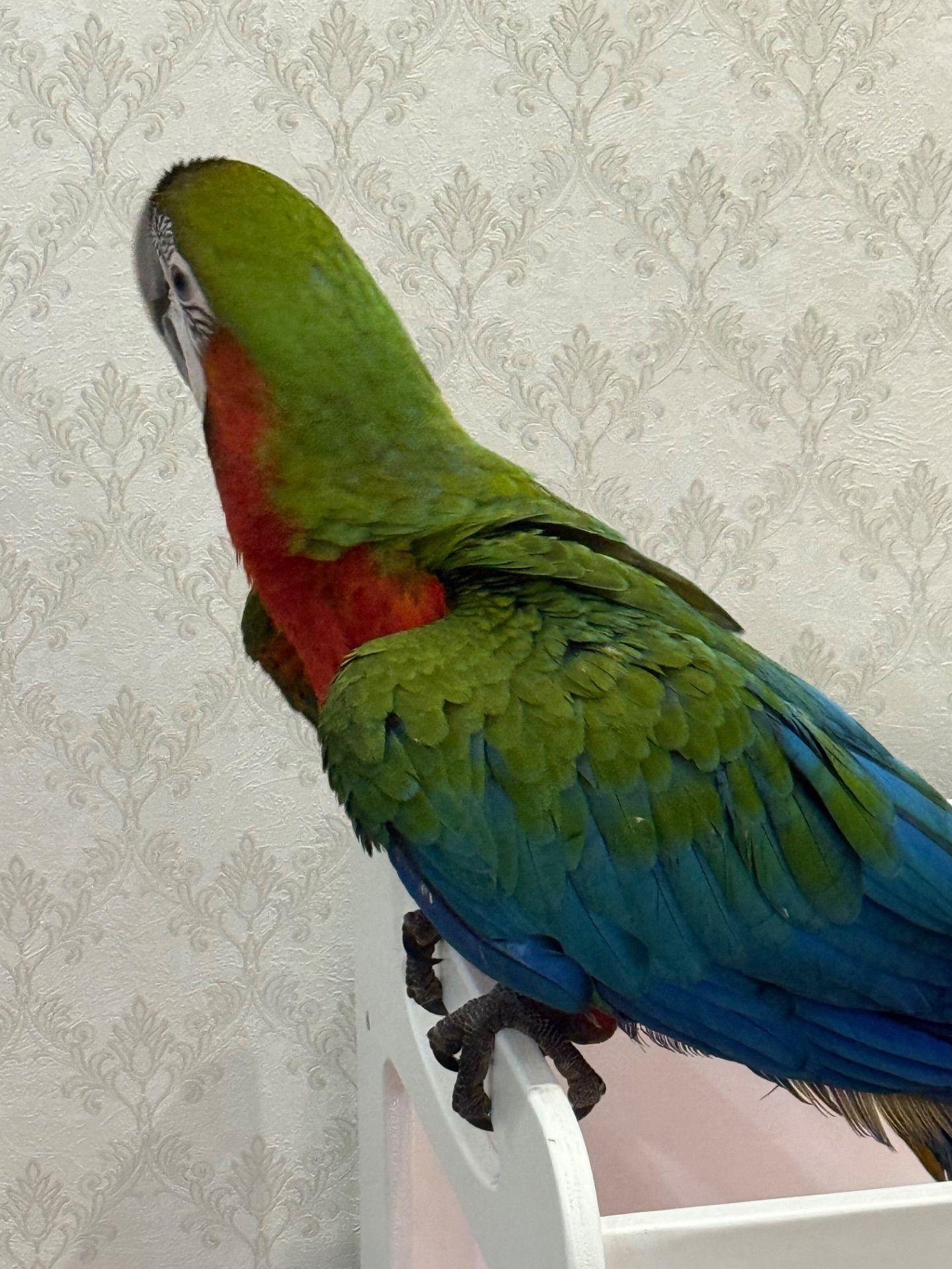 Великий папуга Ара малюки пташенята