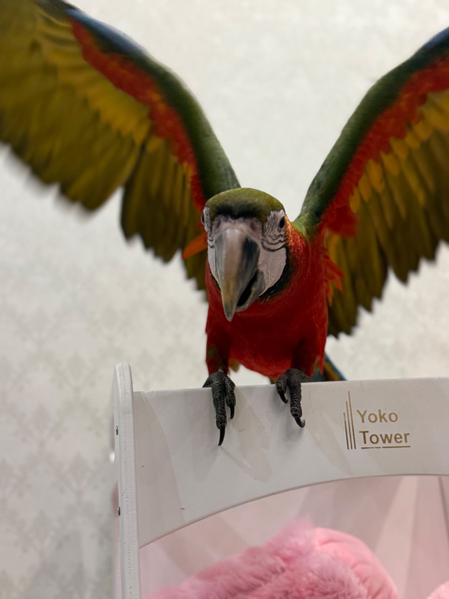 Великий папуга Ара малюки пташенята