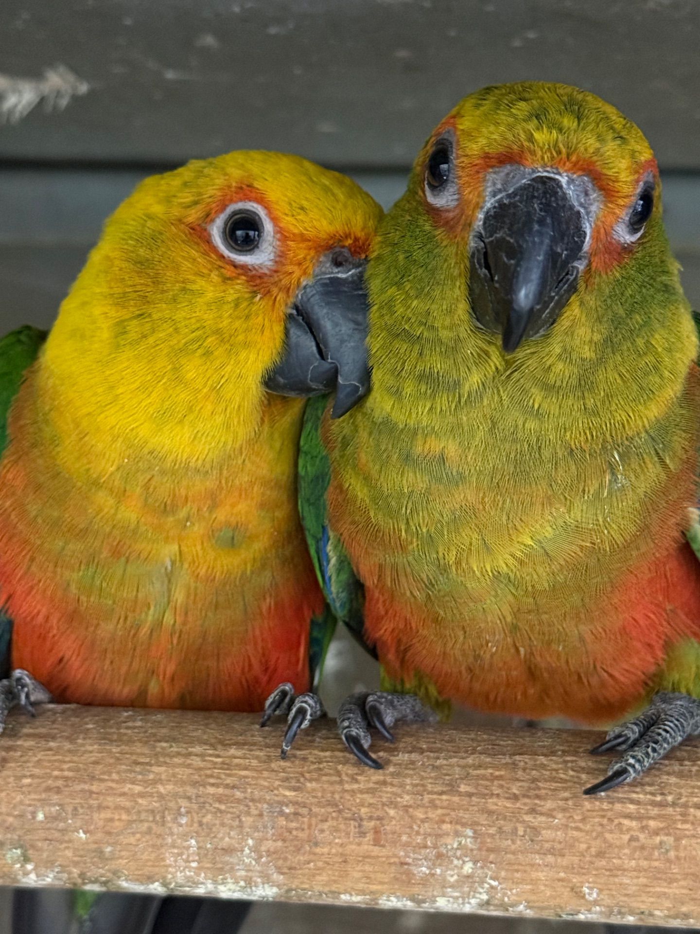 Папуга Аратинга ручні для сім'ї папуги