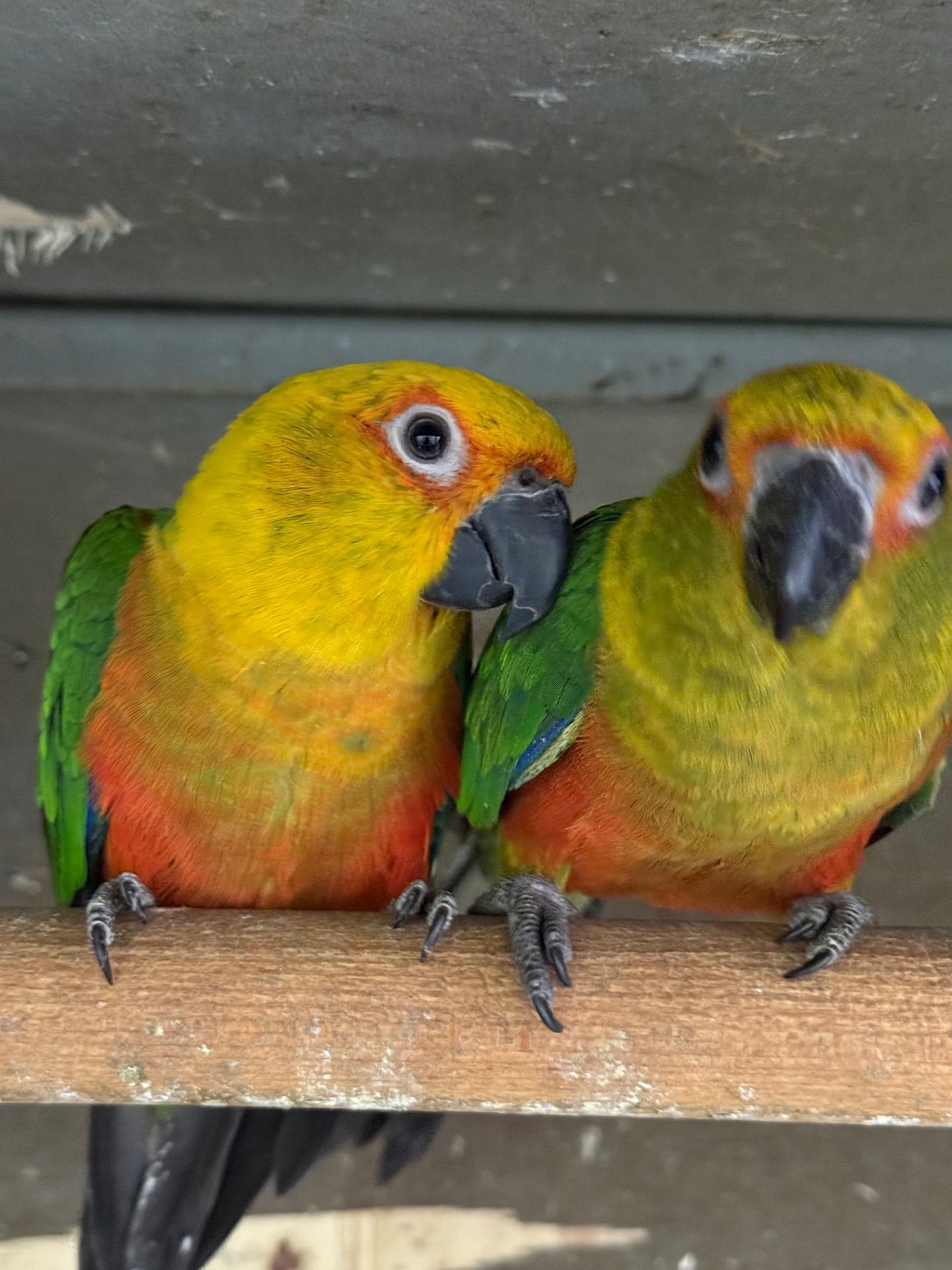 Папуга Аратинга ручні для сім'ї папуги