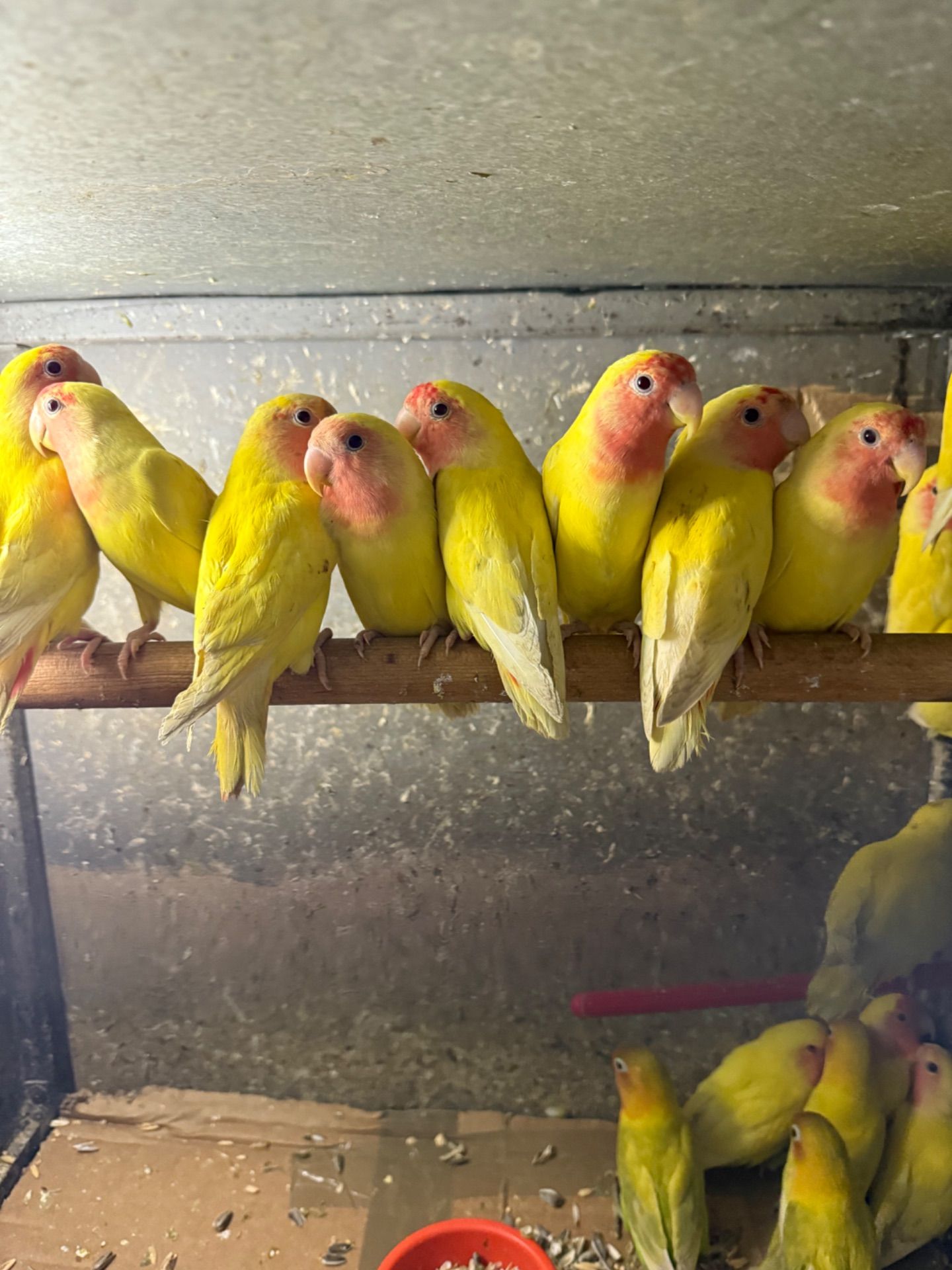 Неразлучники різних кольорів