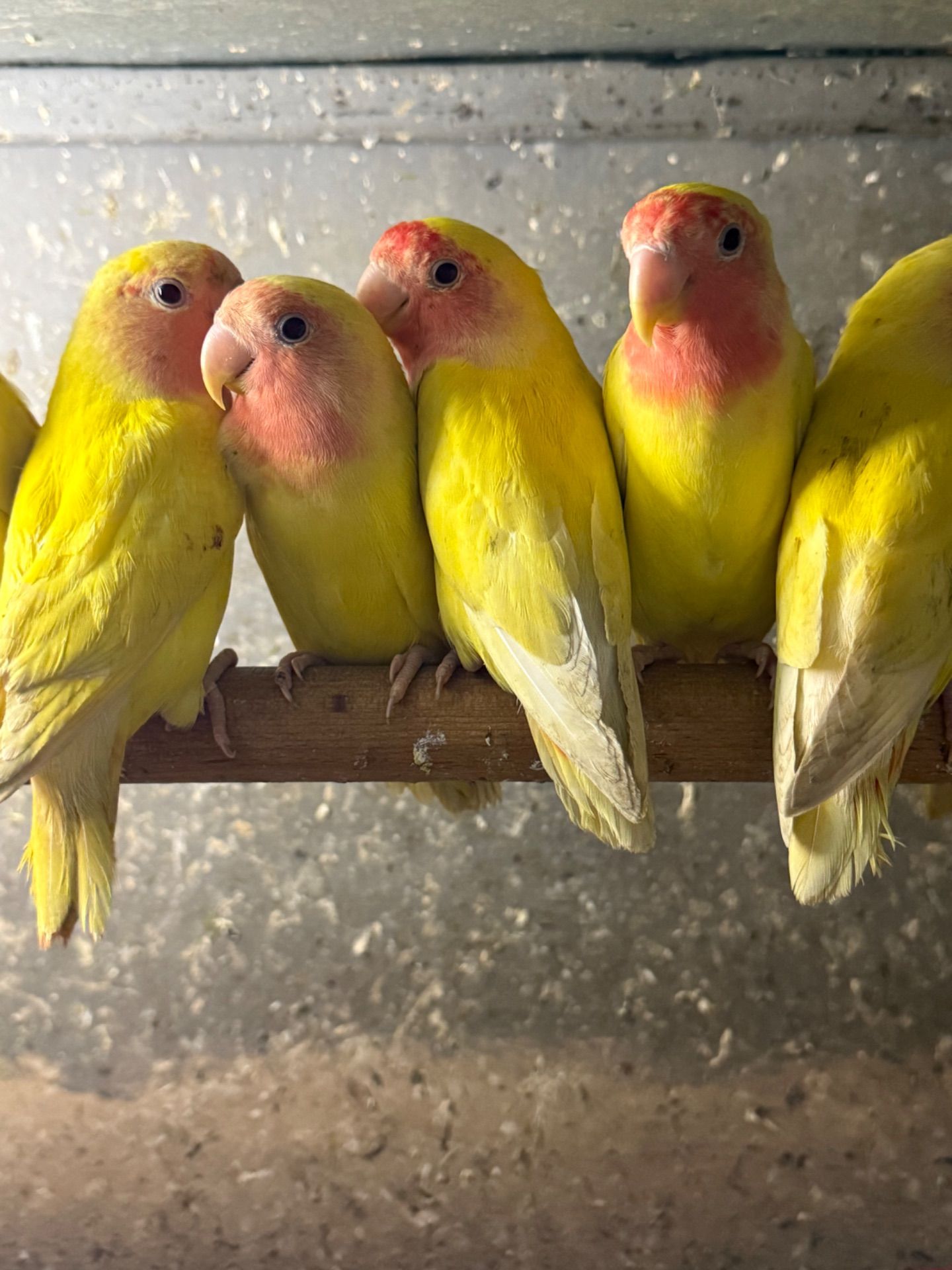 Неразлучники різних кольорів