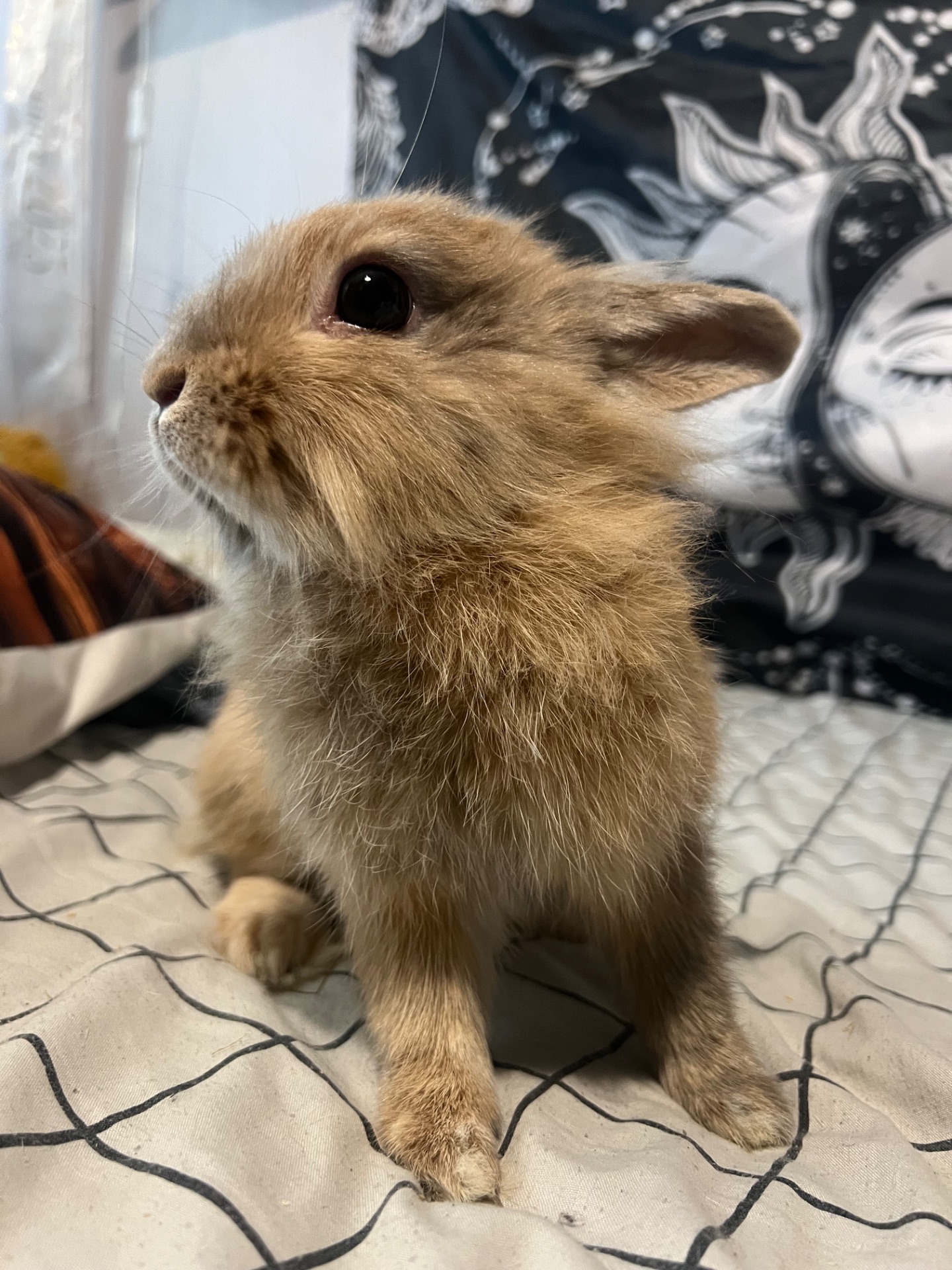 Карликові кролики