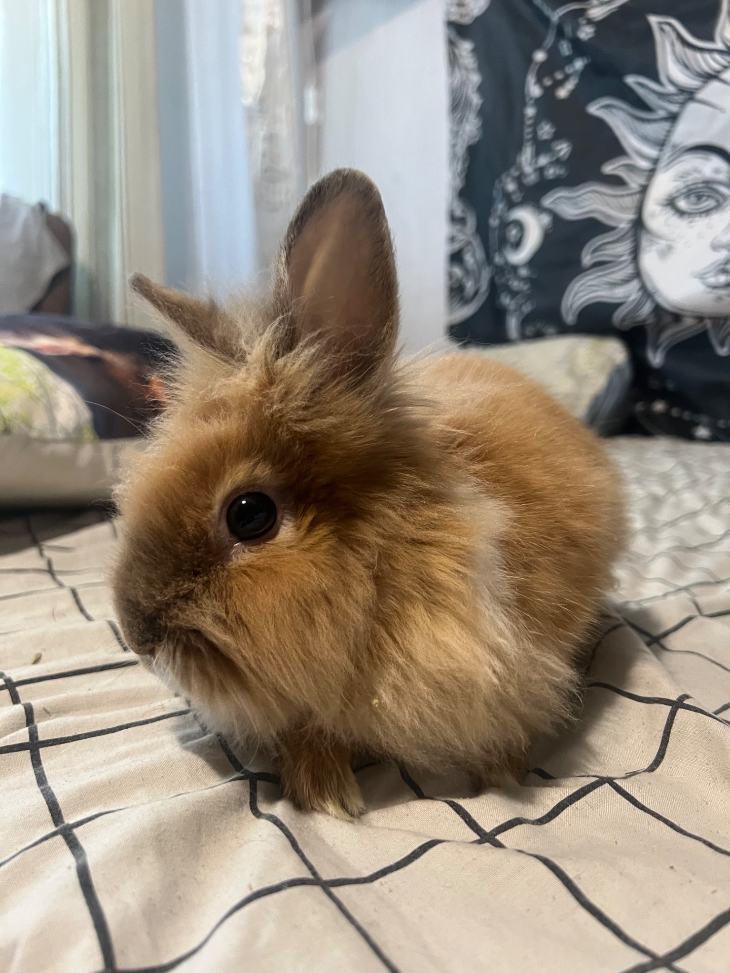 Карликові кролики