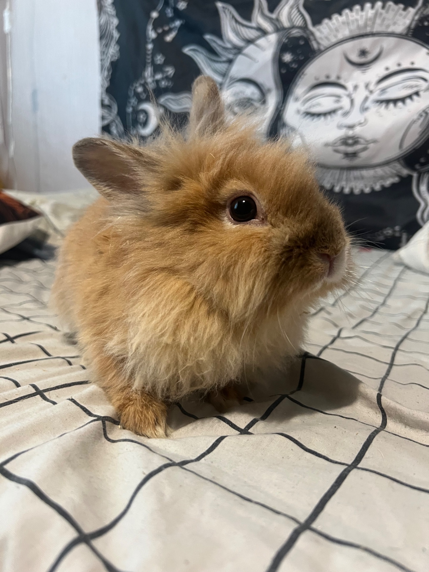 Карликові кролики