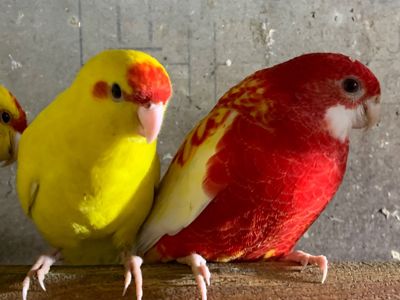 Какаріки папуги молоді самці та самки