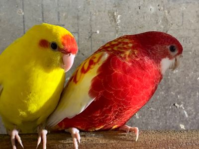 Какаріки папуги молоді самці та самки