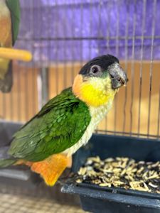 Малюки парашут каік ручні повністью