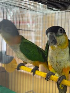 Малюки парашут каік ручні повністью