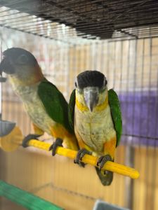 Малюки парашут каік ручні повністью