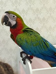 Великий папуга Ара малюки пташенята