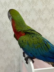 Великий папуга Ара малюки пташенята