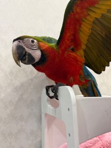 Великий папуга Ара малюки пташенята