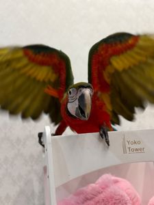 Великий папуга Ара малюки пташенята