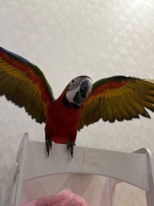 Великий папуга Ара малюки пташенята