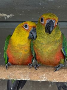 Папуга Аратинга ручні для сім'ї папуги