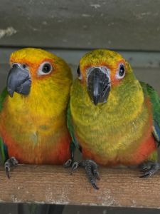 Папуга Аратинга ручні для сім'ї папуги