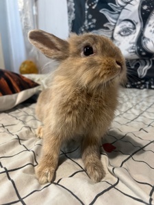 Карликові кролики