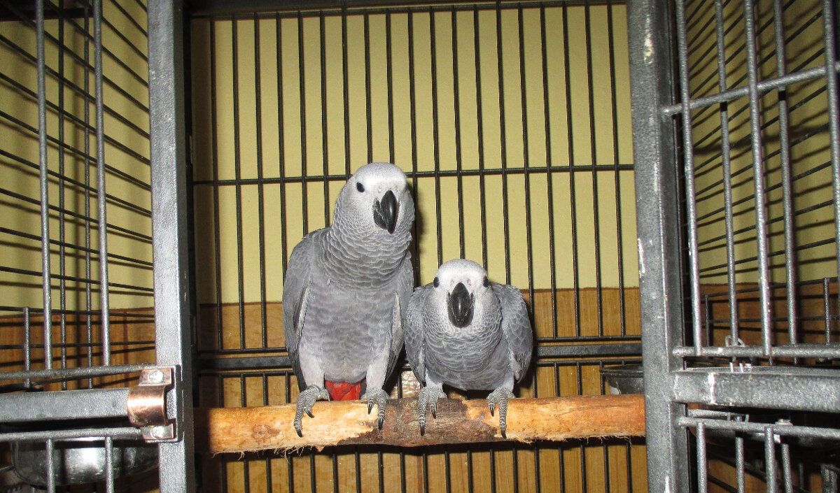 Жако найрозумніші птахи та ручні папужки говорящі