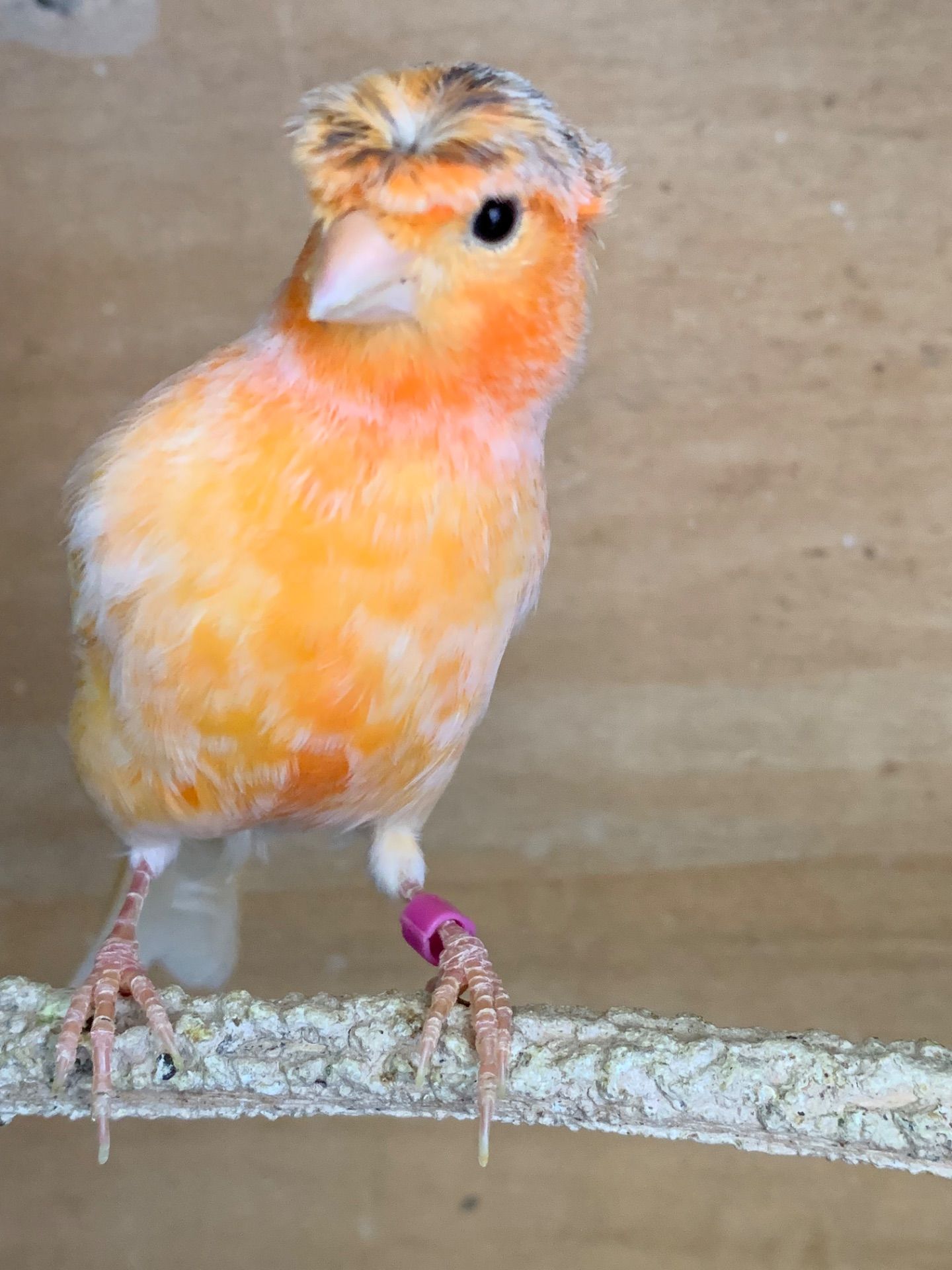 Співочі канарки молоді самці та самки