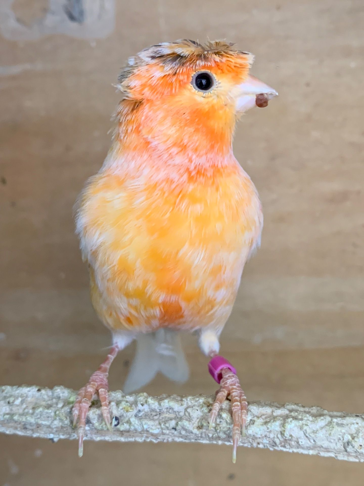 Співочі канарки молоді самці та самки