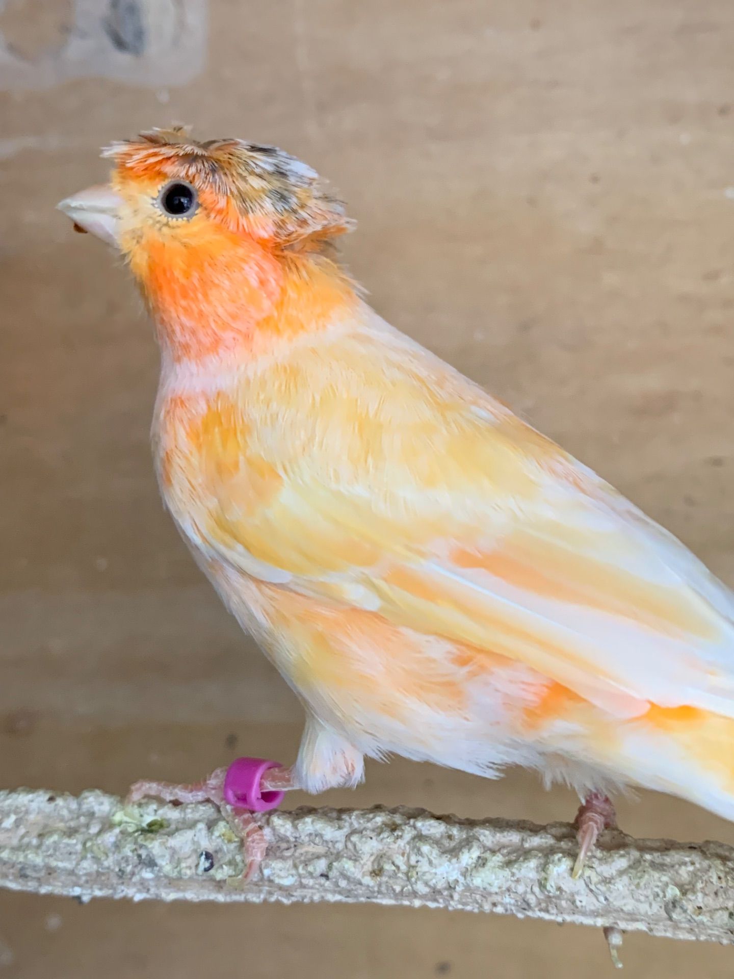 Співочі канарки молоді самці та самки