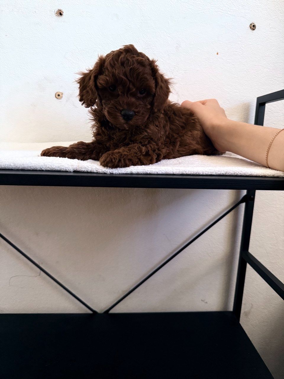 Щенки той пудель Китай