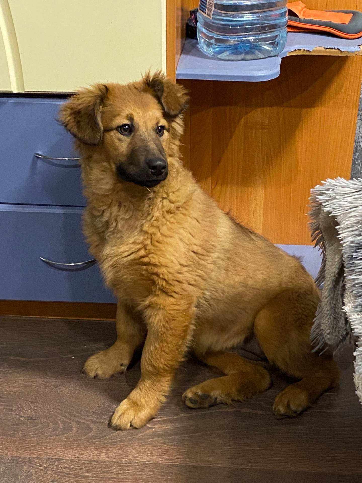 Цуценята дворняшки