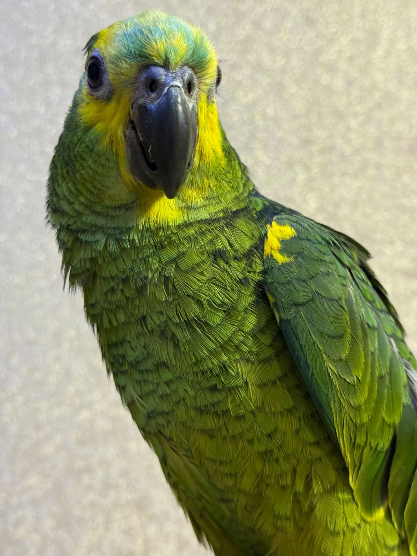 Говорящий папуга Амазон, ручний викормиш