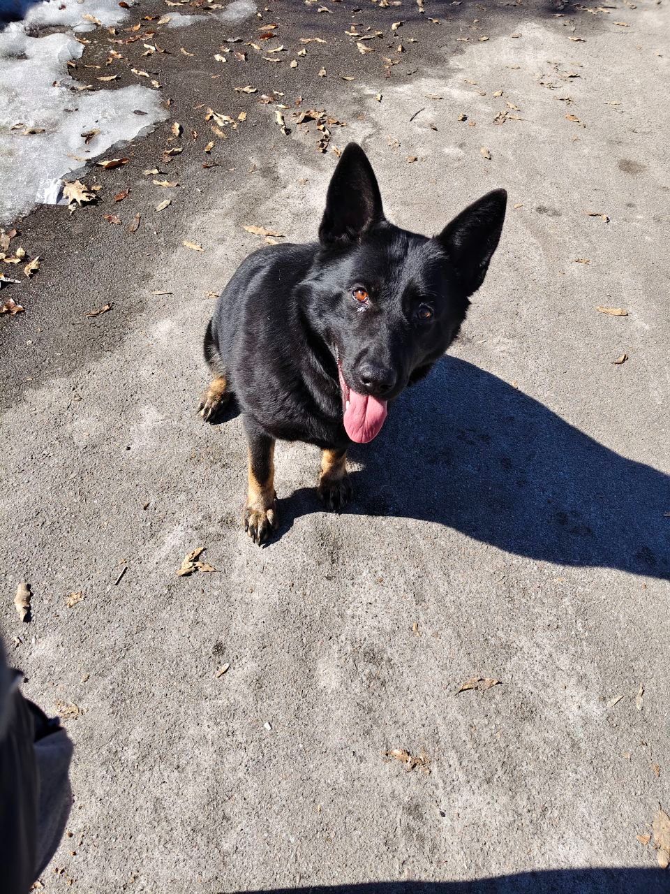 Взрослые Немецкие овчарки