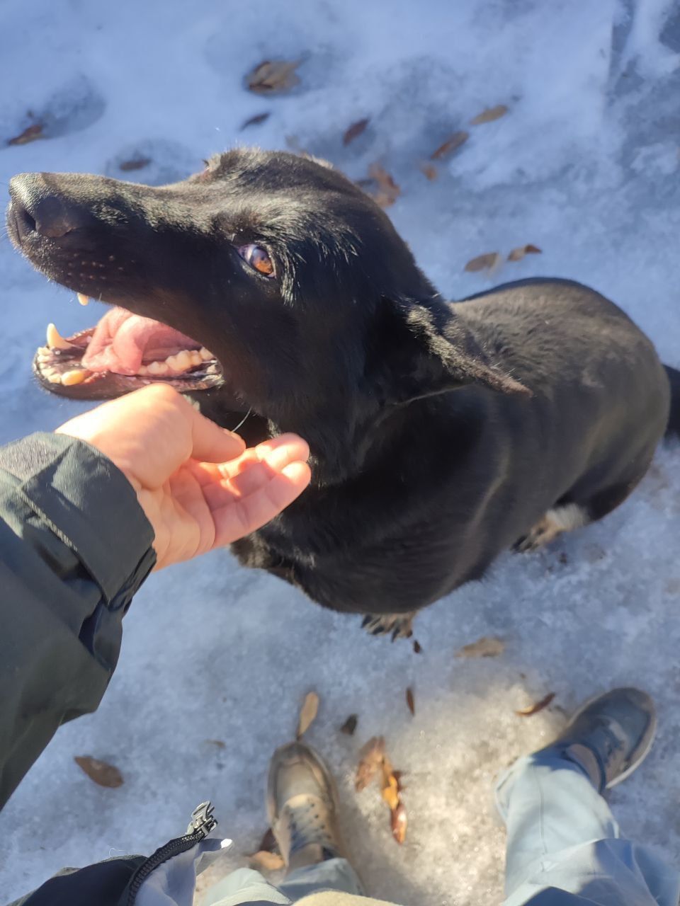 Взрослые Немецкие овчарки