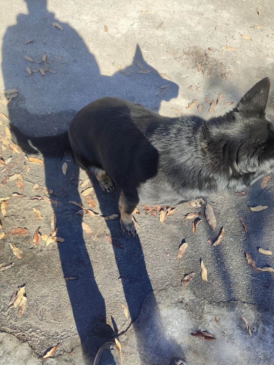 Взрослые Немецкие овчарки