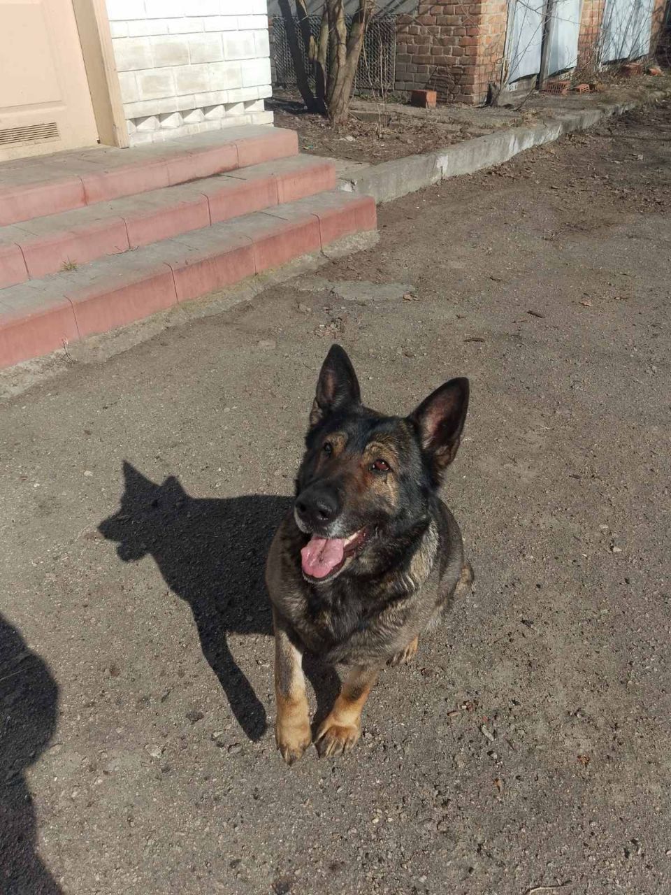 Взрослые Немецкие овчарки