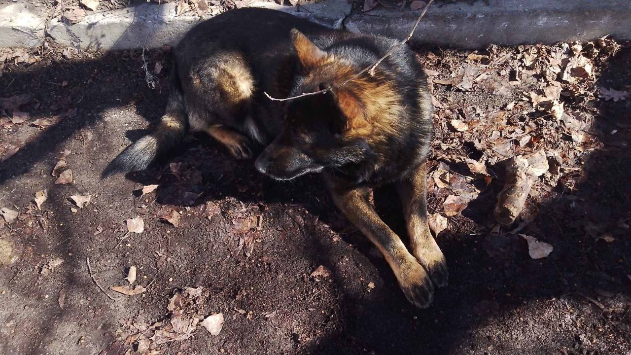 Взрослые Немецкие овчарки