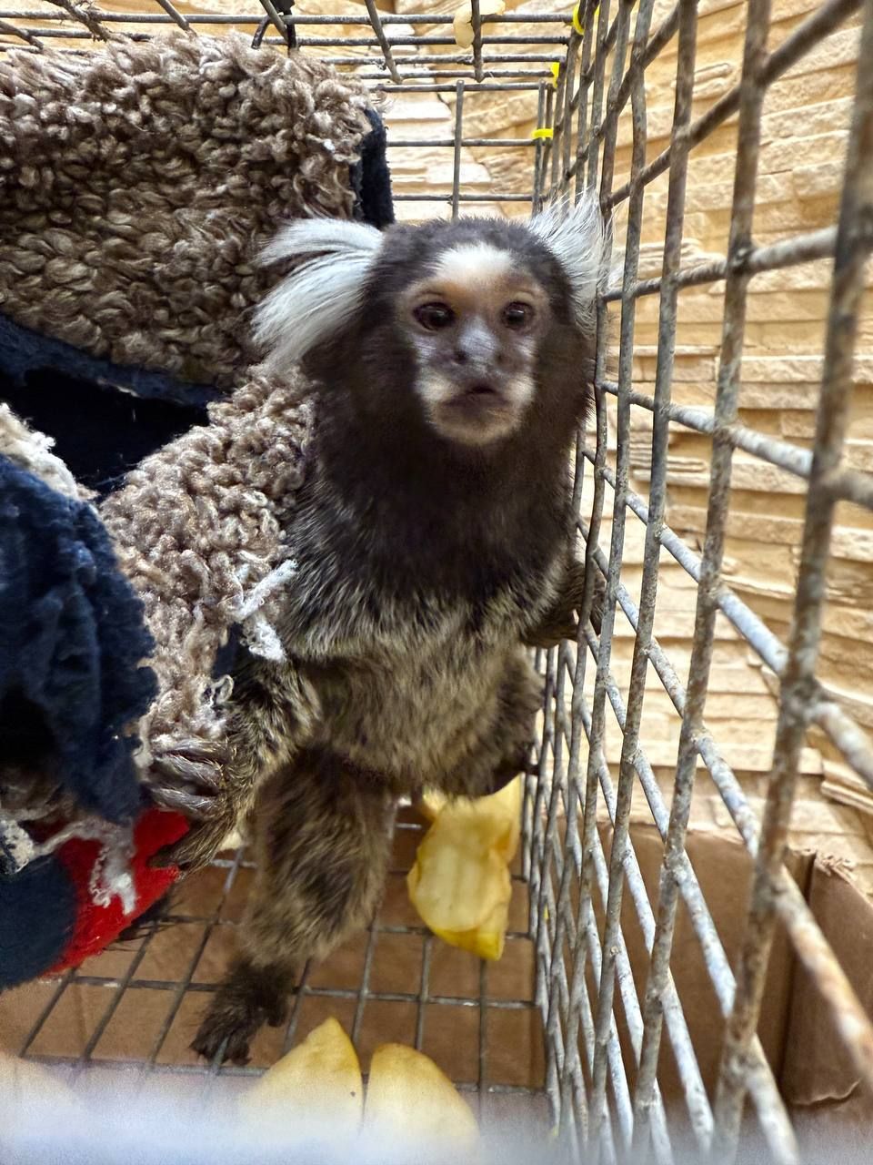 ( игрунка)малюки 3 місяці