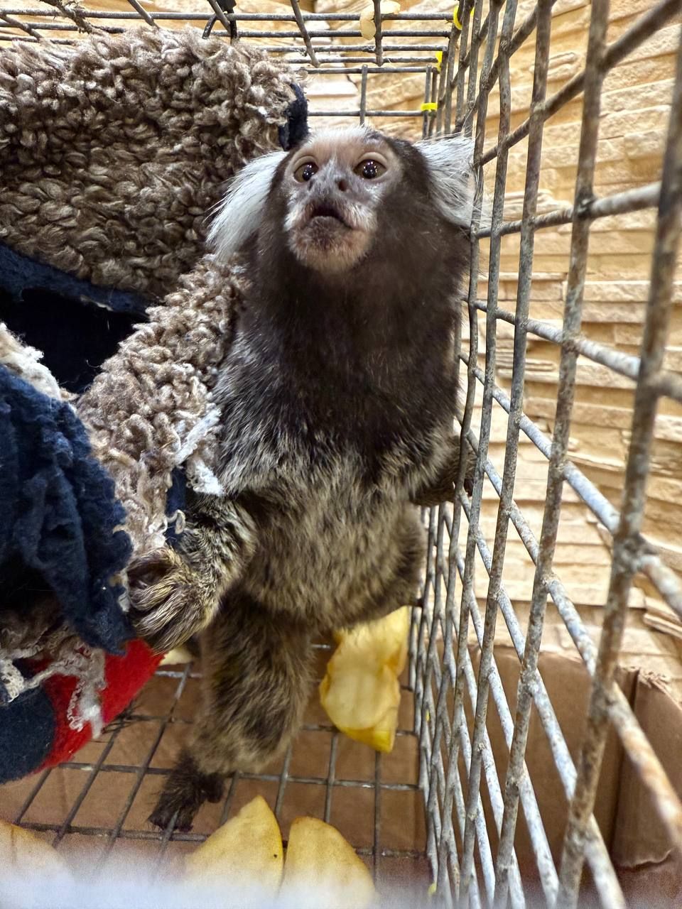 ( игрунка)малюки 3 місяці