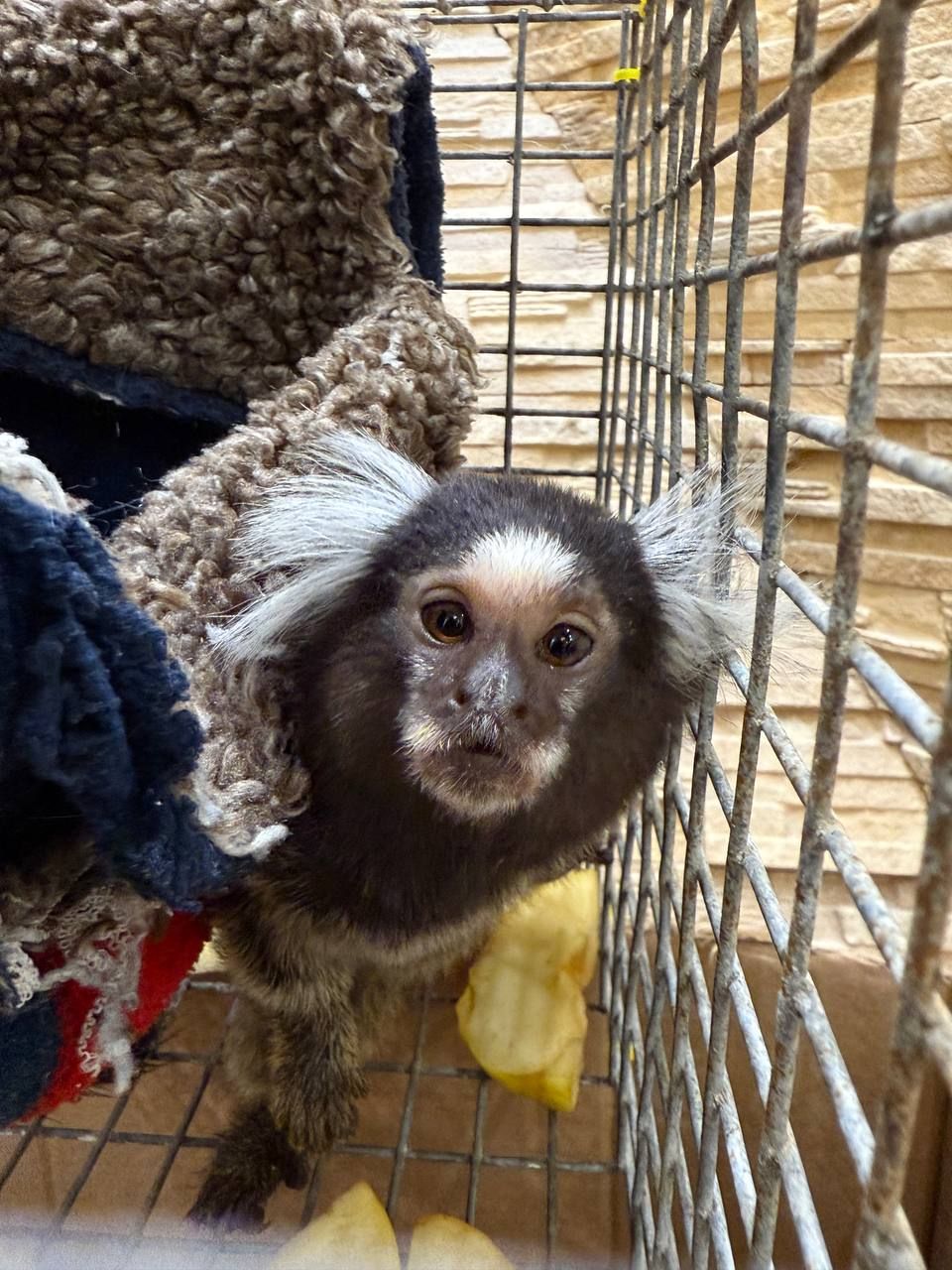 ( игрунка)малюки 3 місяці