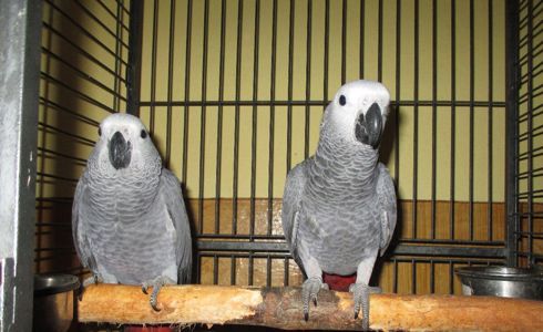 Жако найрозумніші птахи та ручні папужки говорящі