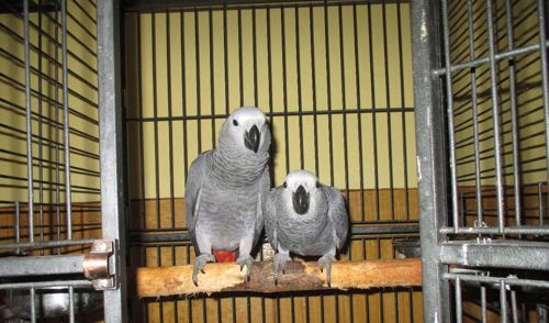 Жако найрозумніші птахи та ручні папужки говорящі