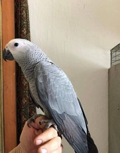 Жако найрозумніші птахи та ручні папужки говорящі