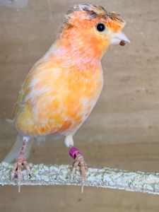 Співочі канарки молоді самці та самки