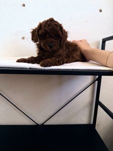 Щенки той пудель Китай