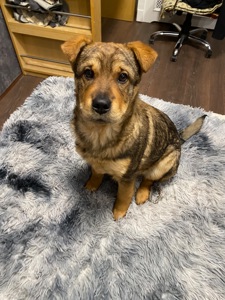 Цуценята дворняшки