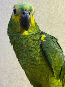 Говорящий папуга Амазон, ручний викормиш