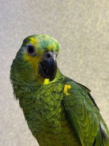 Говорящий папуга Амазон, ручний викормиш