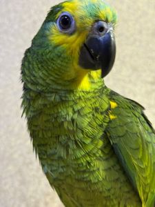 Говорящий папуга Амазон, ручний викормиш