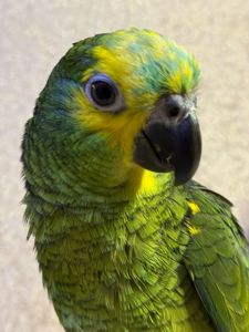 Говорящий папуга Амазон, ручний викормиш